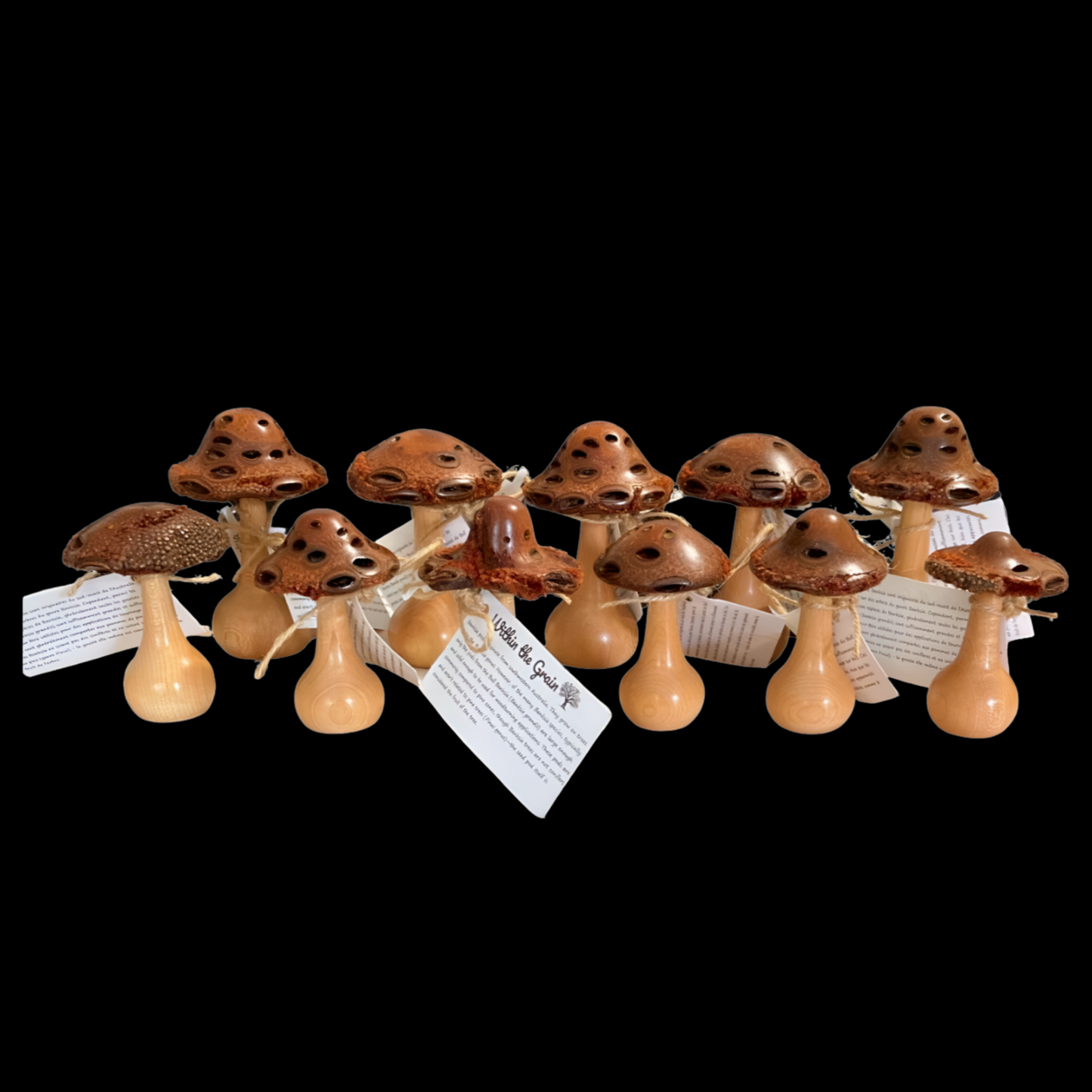 Banksia mushrooms