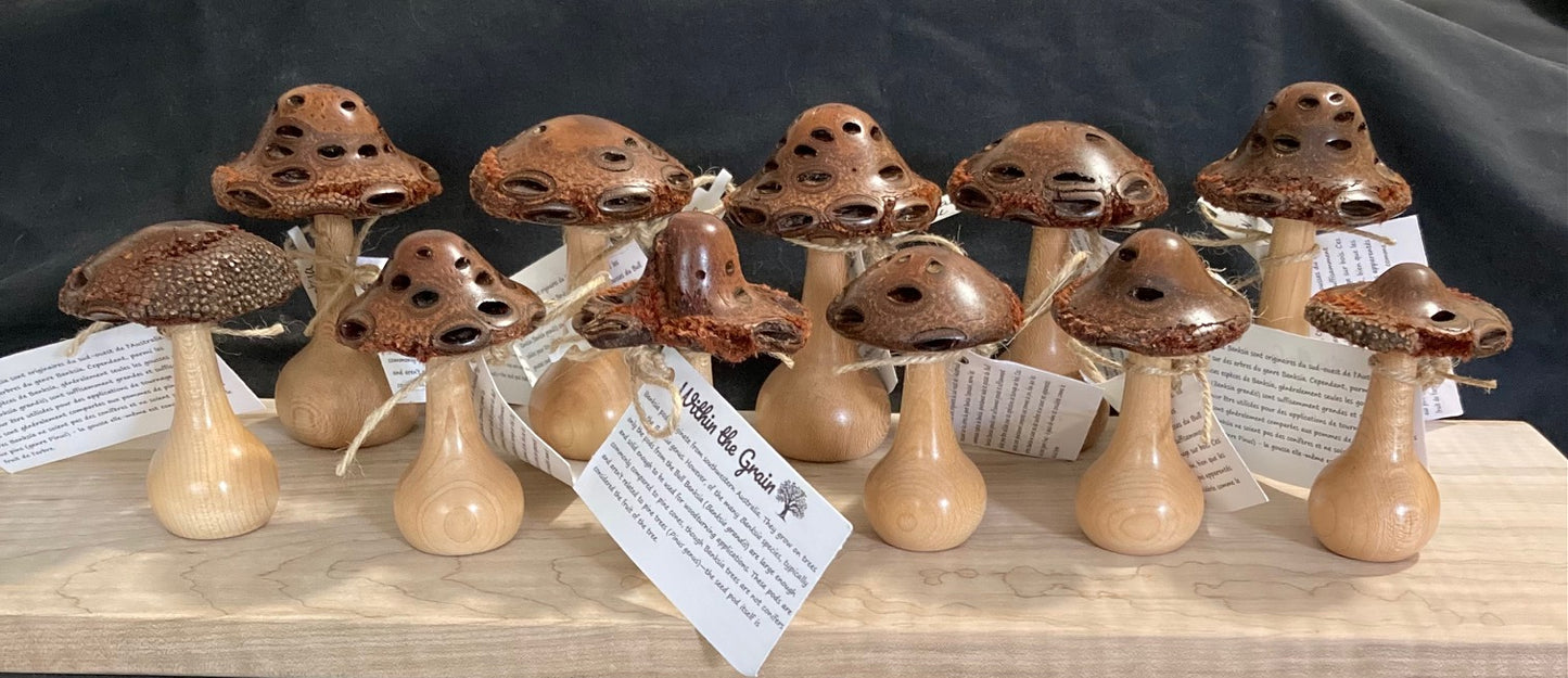 banksia mushrooms