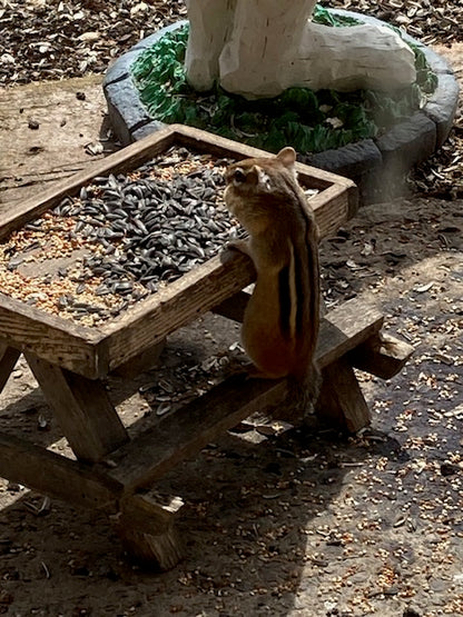 Bird Feeder Picnic Table